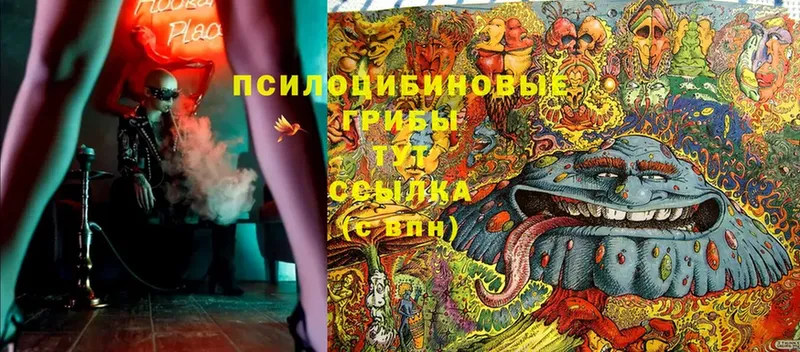 Псилоцибиновые грибы Cubensis Фурманов